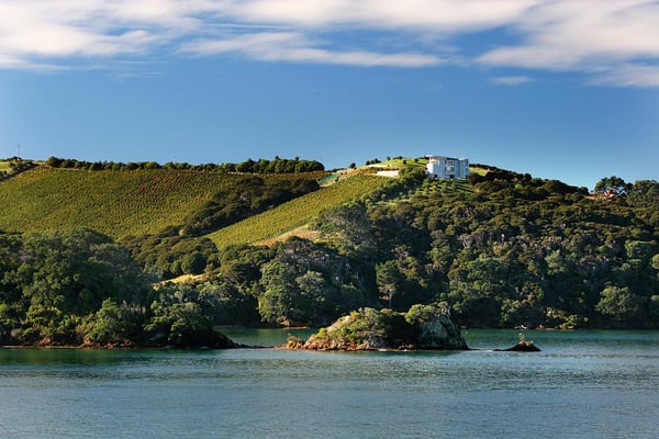 Looking over Te Whau vineyard