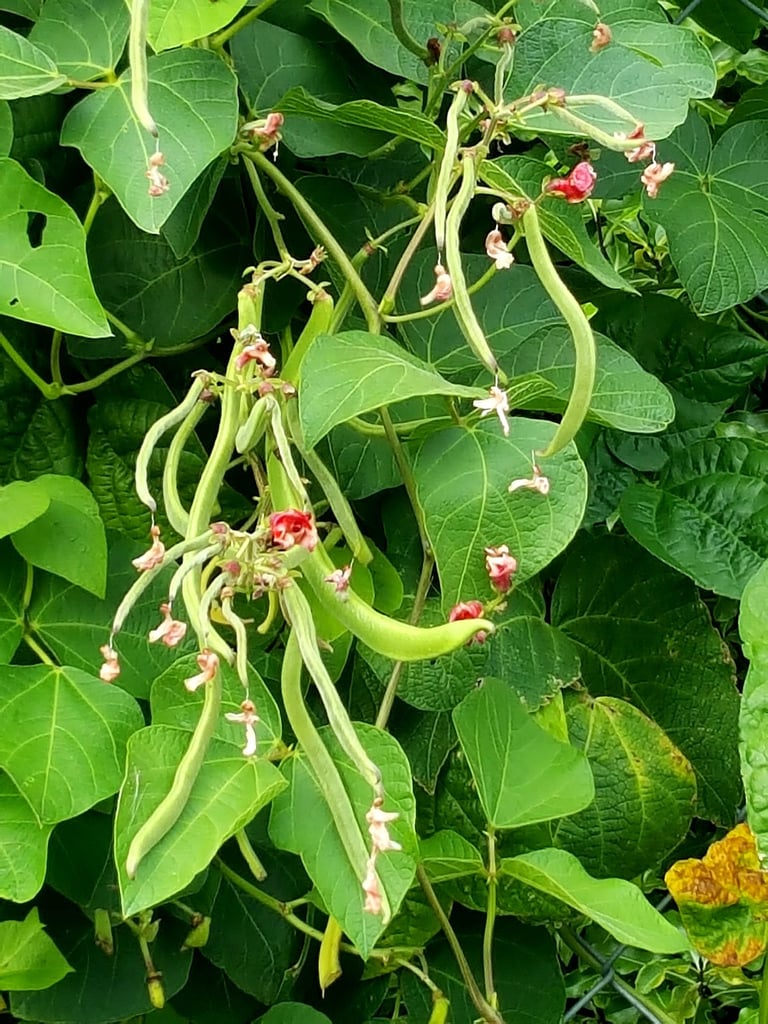 Plenty of flowers for the bees.