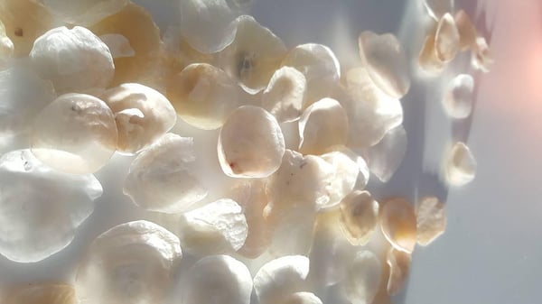 shiny shells