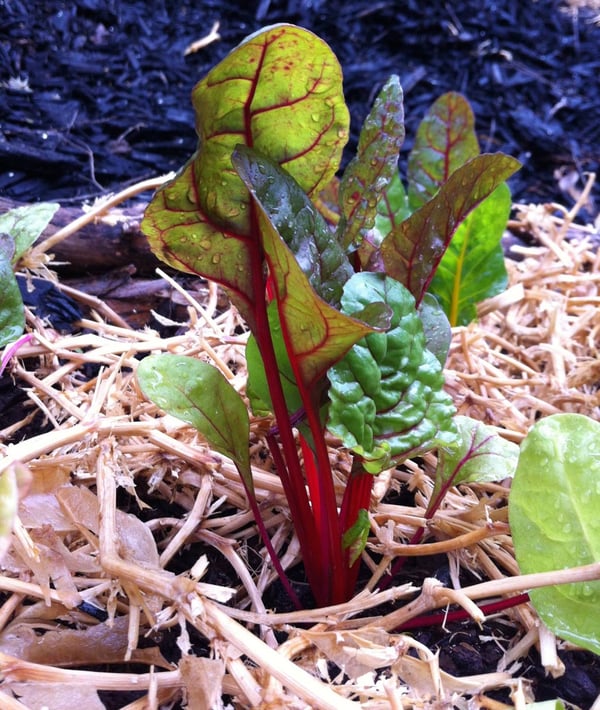 Mixed silverbeet