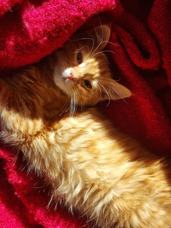 Humpf on the blanket