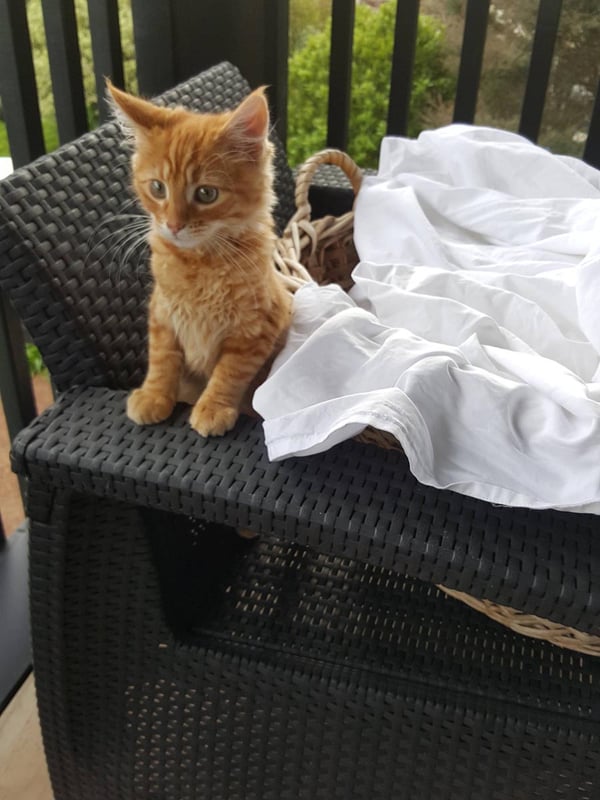 Humpf helping do the washing
