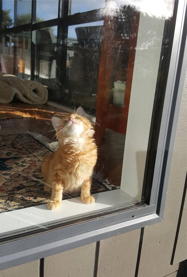 Humpf waiting for a fly