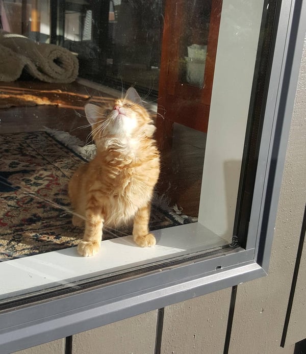 Humpf waiting for a fly