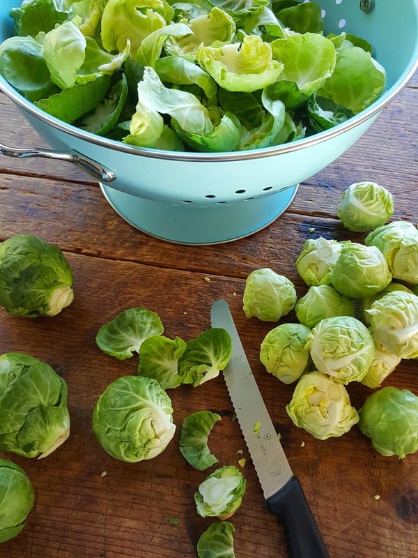 Brussels sprout leaves