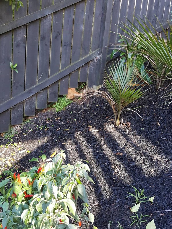 Humpf escaping to neighbours