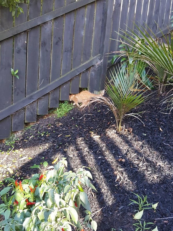 Humpf escaping