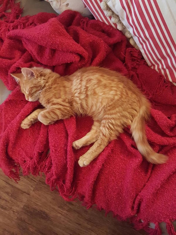 Humpf sleeping