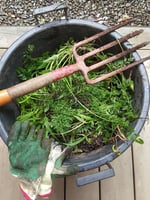 Freshly dug weeds!