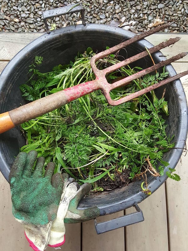 Freshly dug weeds!