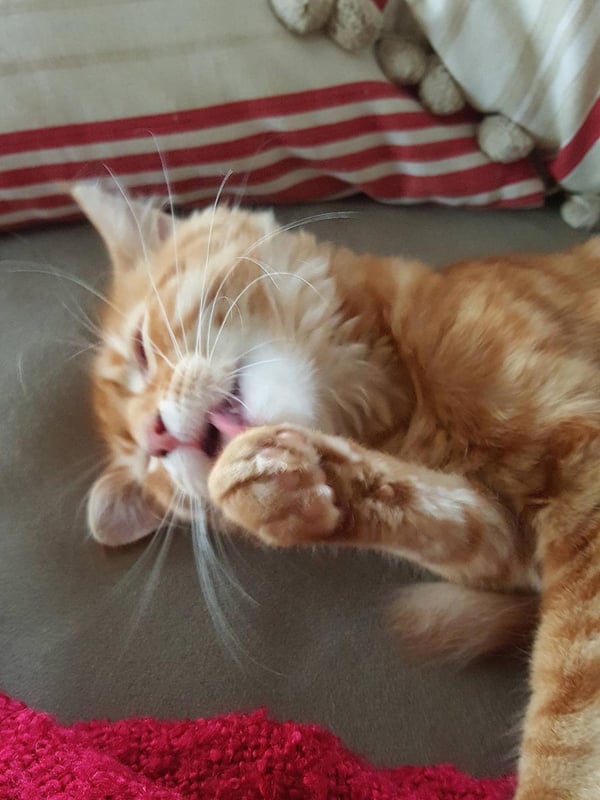 Humphrey washing