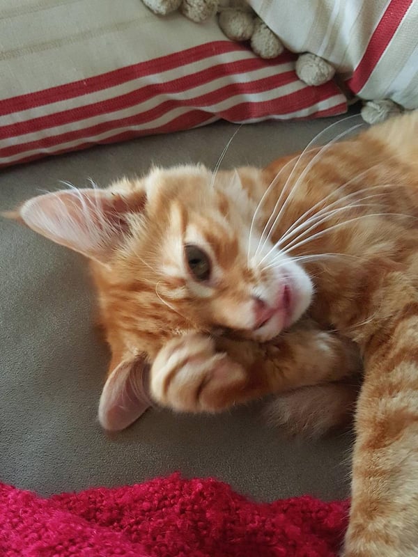 Humphrey washing himself