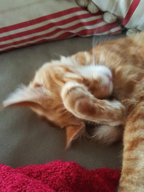 Humphrey washing himself