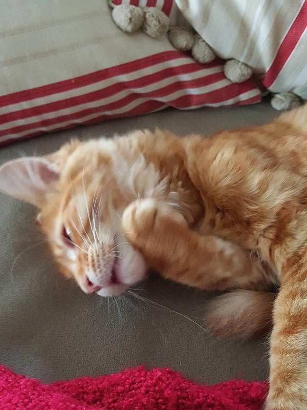 Humphrey washing himself