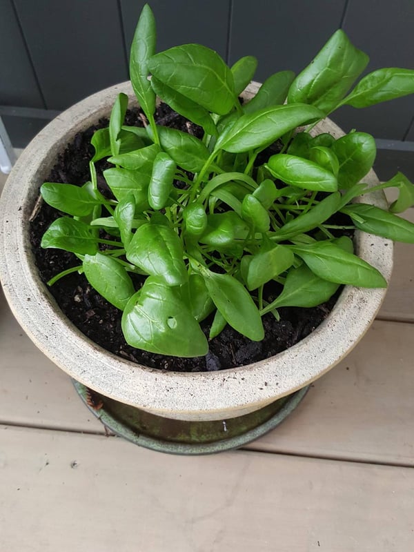 Picking spinach