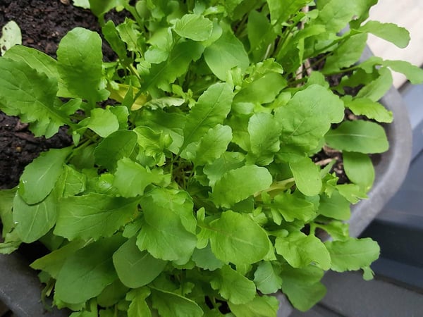 Rocky Bay rocket