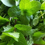 Mint