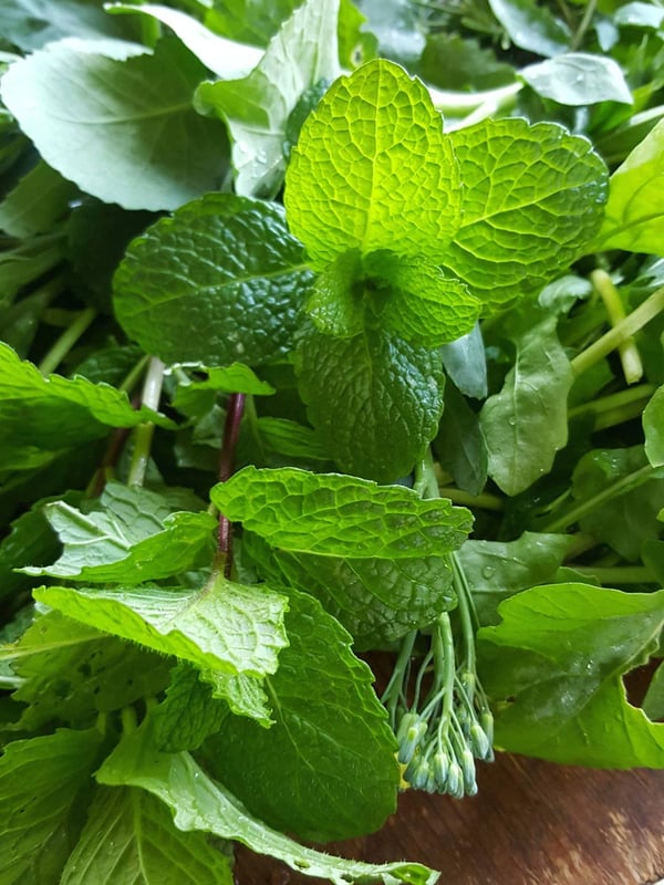 Mint