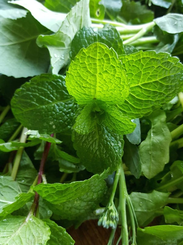 Mint sauce