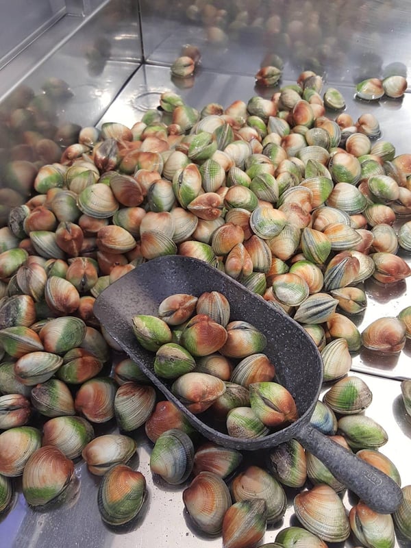Southern clams