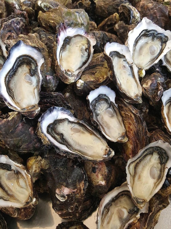 Te Matuku Bay Oyster