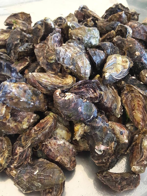 Te Matuku Bay Oysters