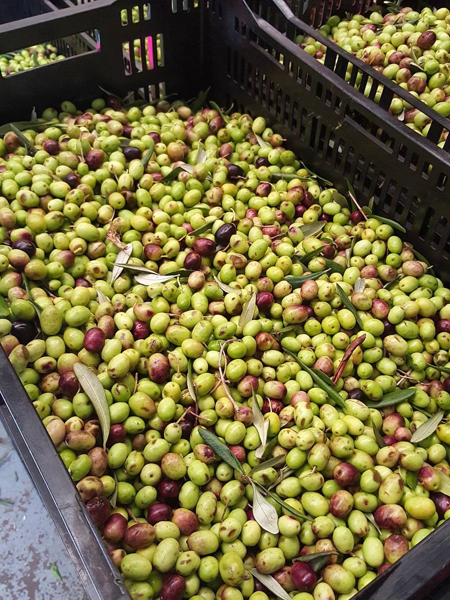 Waiheke Island olives