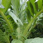 Cardoon