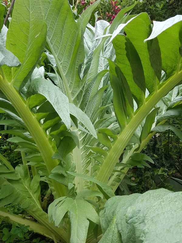 Cardoon