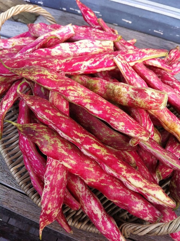 Borlotti