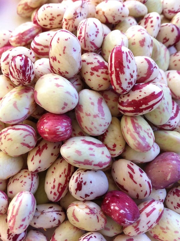 Borlotti