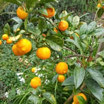 Key limes