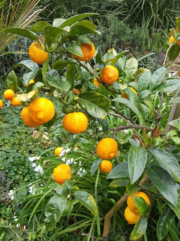 Key limes