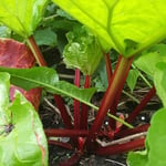 Rhubarb