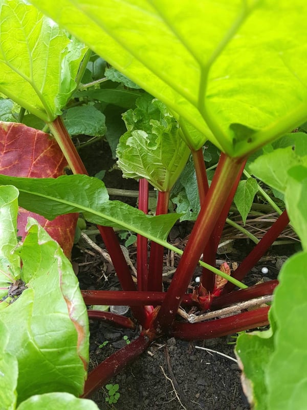 Rhubarb