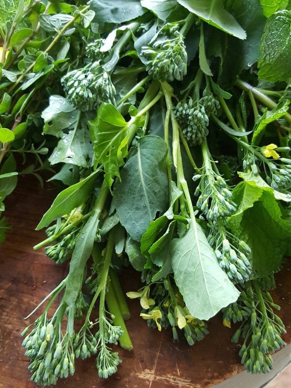 Sprouting broccoli