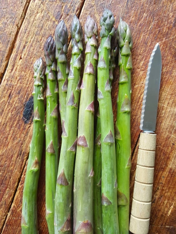 asparagus trimmed 1