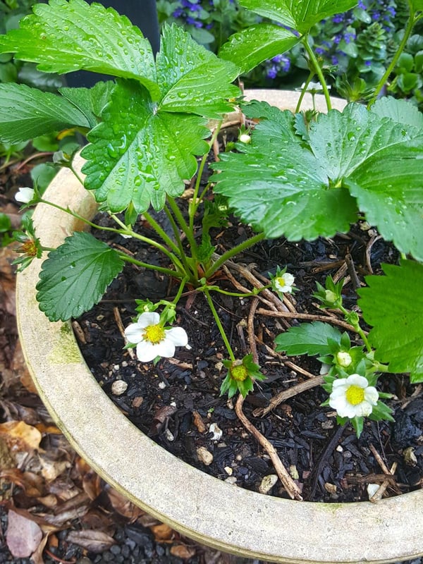 Strawberries