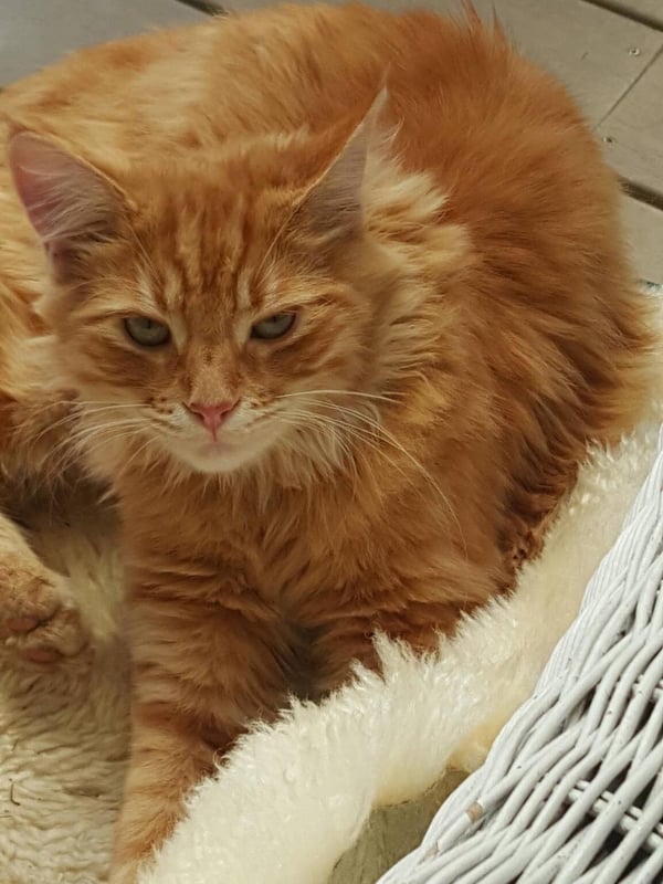 Humpf on sheepskin