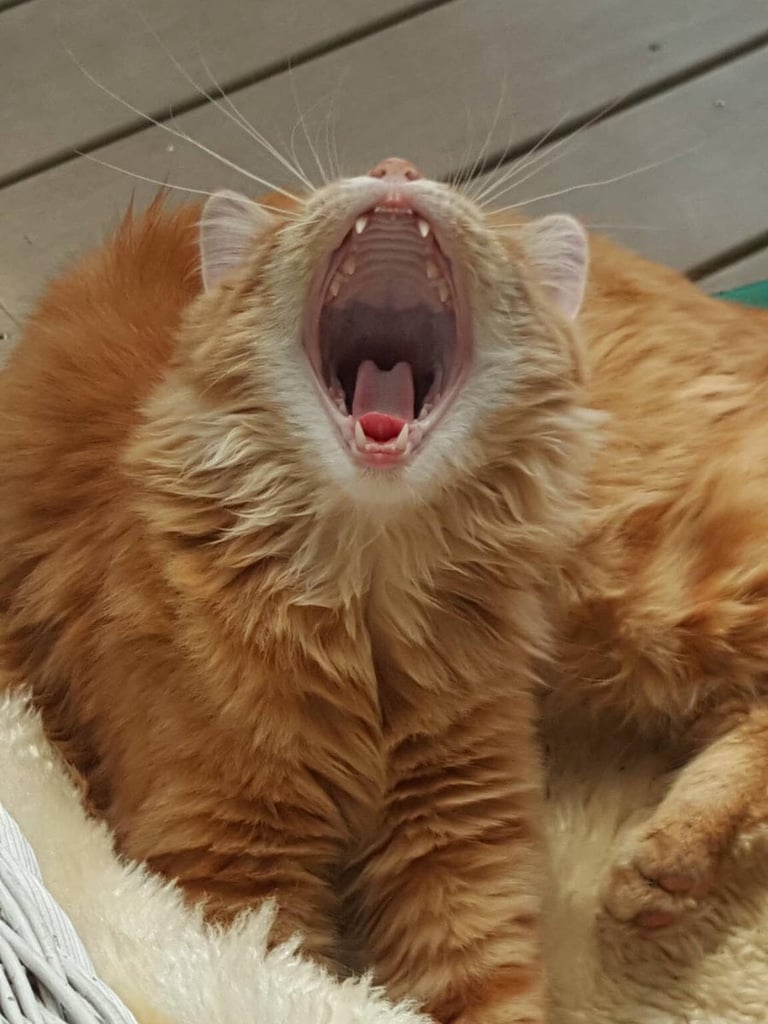 Humpf yawning