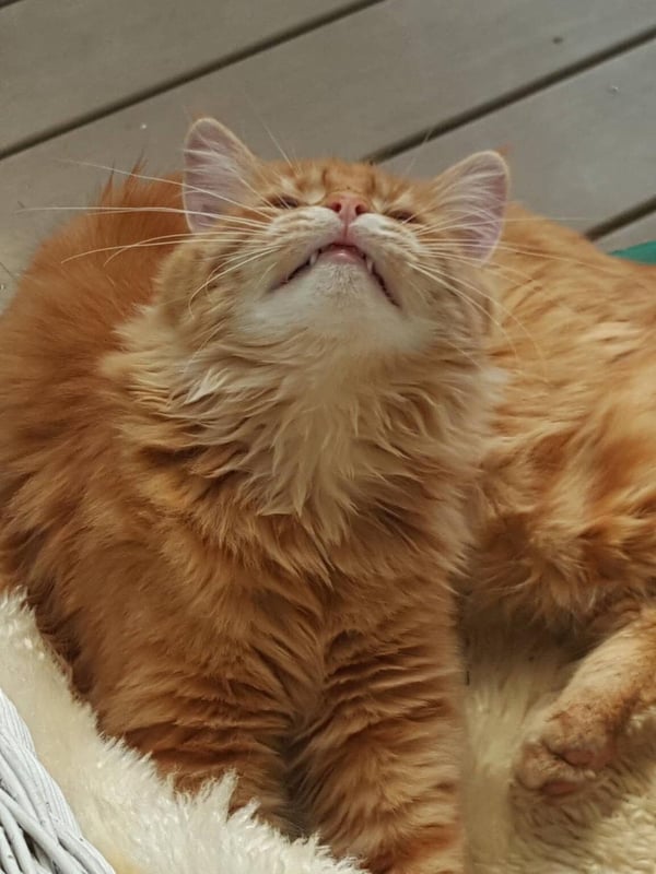 Humpf yawning