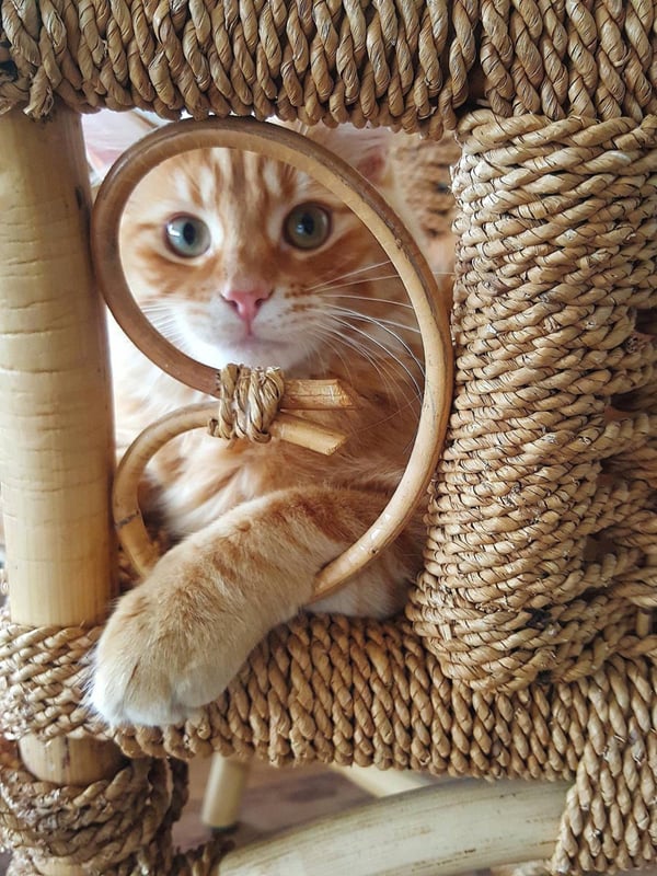 Humpf on the chair