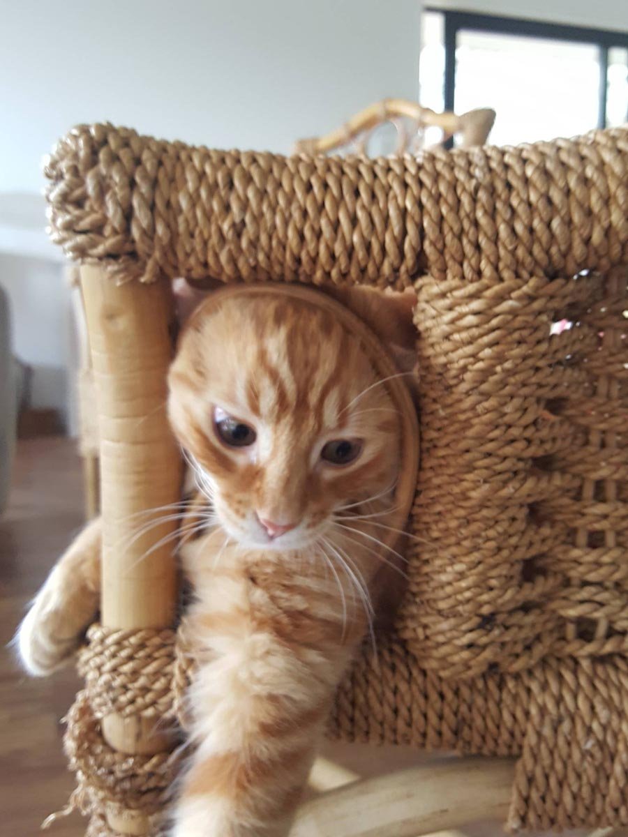 Humpf in chair