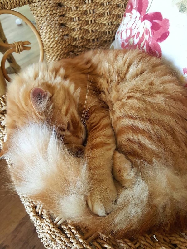Humpf with tail