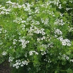Coriander flowers