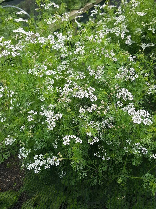 Coriander flowers
