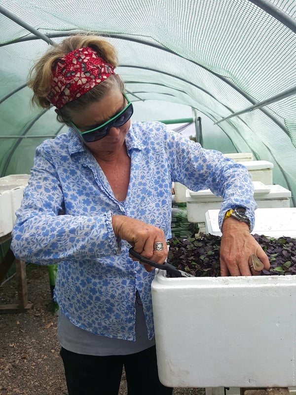 Nikki in the greenhouse with radish greens
