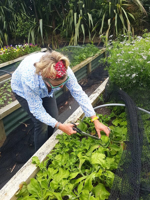 Nikki picking ice plant