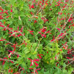 Pineapple sage