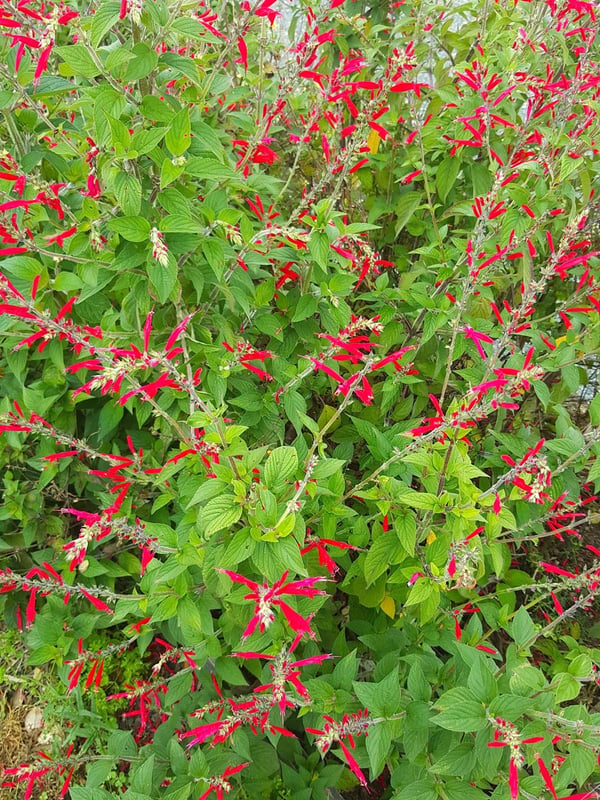 Pineapple sage